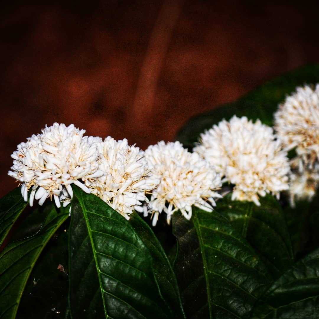 Public Instagram post by Anuradha Goyal