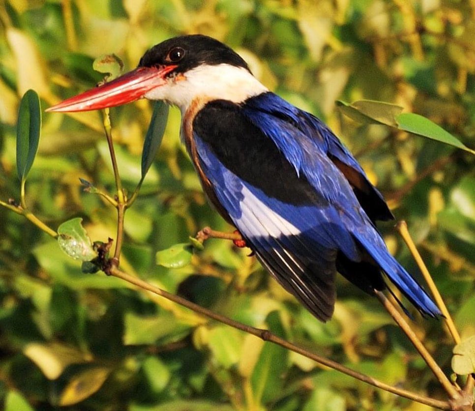 Public Instagram post by Lakshmi Sharath