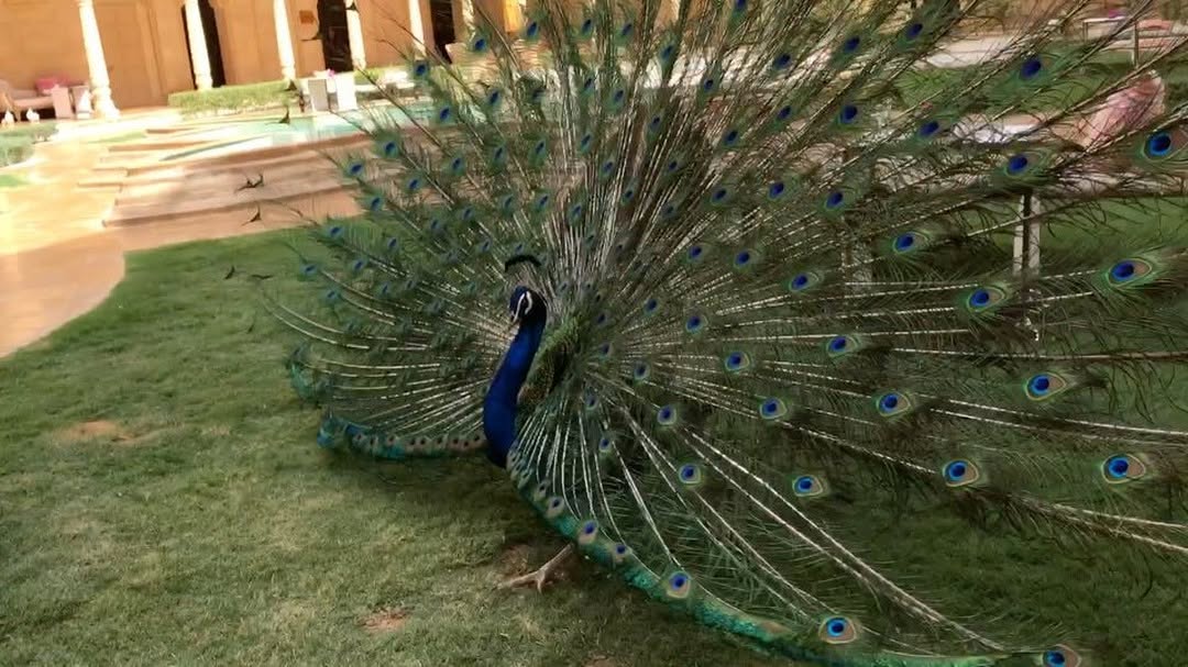 Public Instagram post by Siddhartha Joshi